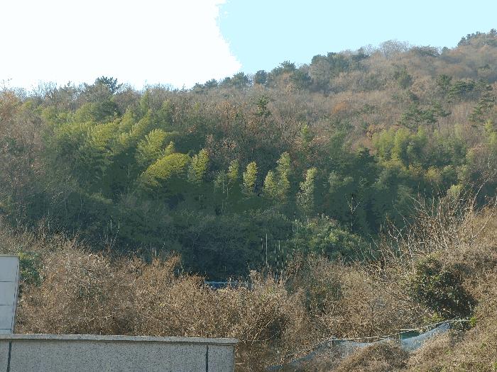 2025타경22247 법원경매 사진5 | 경남 거제시 임야 경매