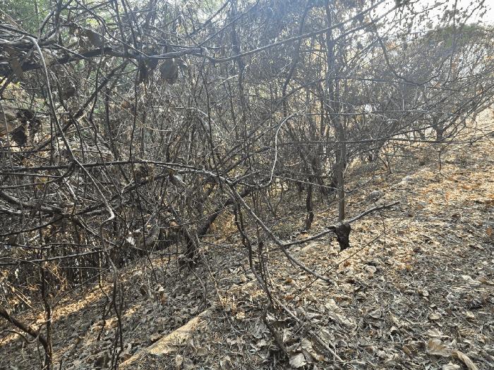 전남 구례군 문척면 월전리 605-1 임야 사진 3