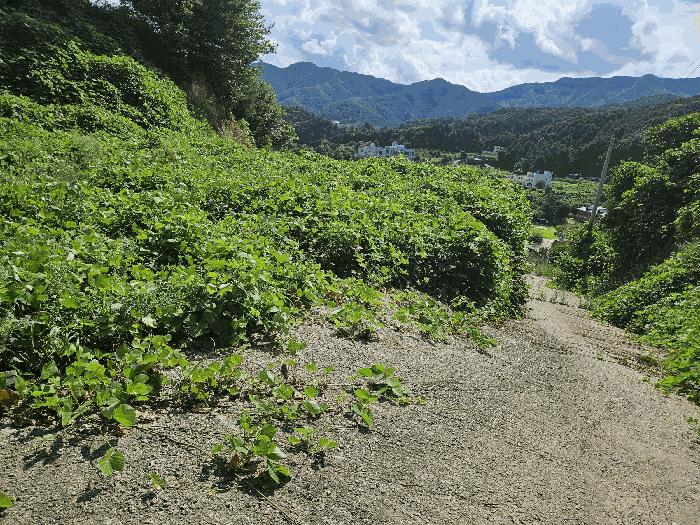 법원경매 2025타경72097 사진17 | 가평군 가평읍 복장리 임야 경매