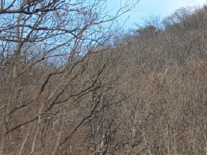 경기 가평군 청평면 호명리 산114-2 임야 사진 4