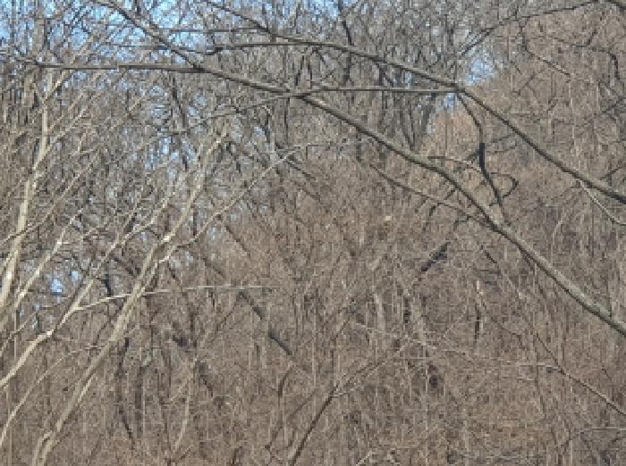 경기 가평군 청평면 호명리 산114-2 임야 사진 5