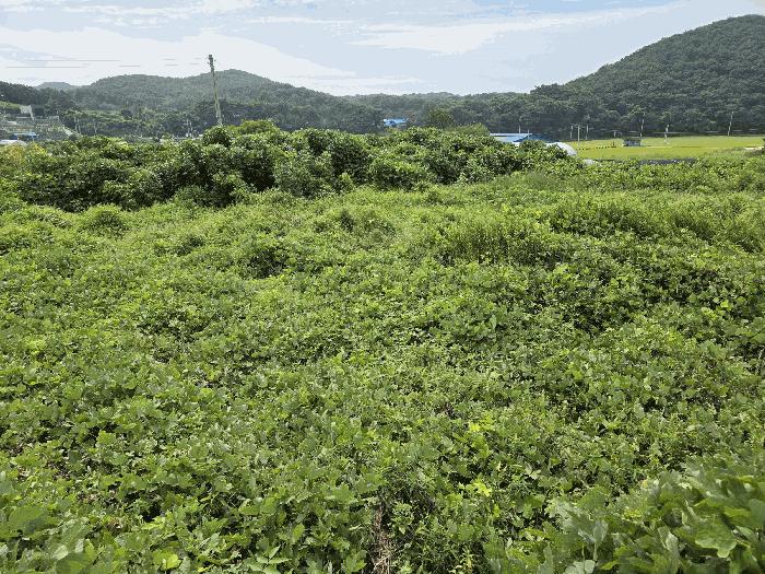 2025타경1155 법원경매 사진2 | 충남 보령시 대지,임야,전답 경매