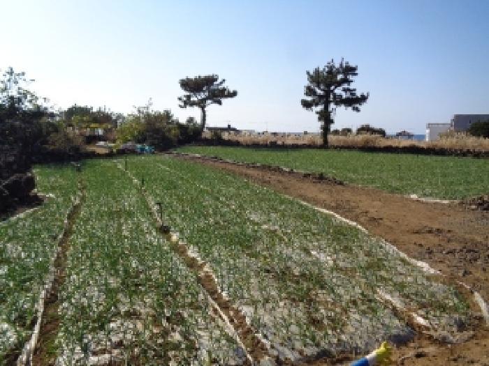 2025타경9174 법원경매 사진7 | 제주 서귀포시 주택건물 경매