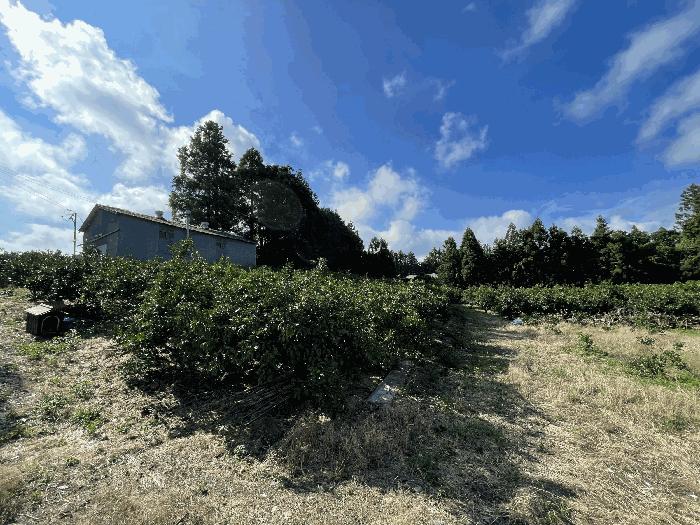 2025타경1464 법원경매 사진7 | 제주 서귀포시 과수원 경매