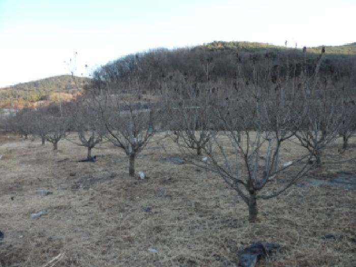 법원경매 2026타경3021 사진9 | 대구 달성군 화원읍 명곡리 703 답 경매