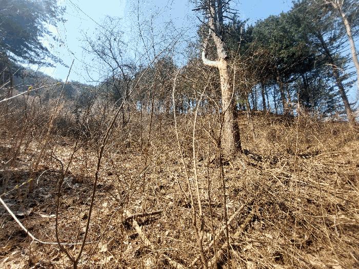 2025타경71342 법원경매 사진4 | 경기 가평군 임야 경매