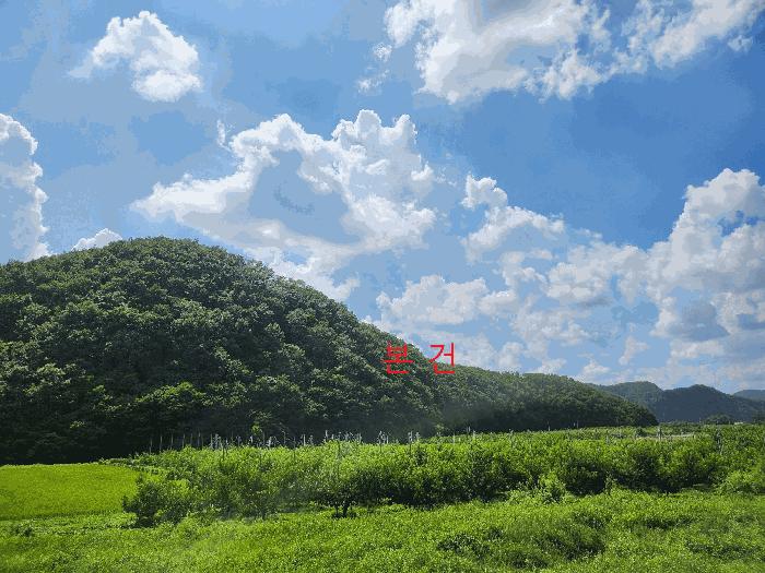 법원경매 2025타경8800 사진2 | 영천시 임고면 사리 임야 경매