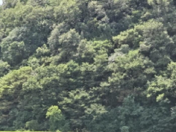 법원경매 2025타경8800 사진5 | 영천시 임고면 사리 임야 경매