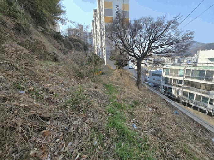 법원경매 2025타경101142 사진6 | 부산 사하구 괴정동 임야 경매