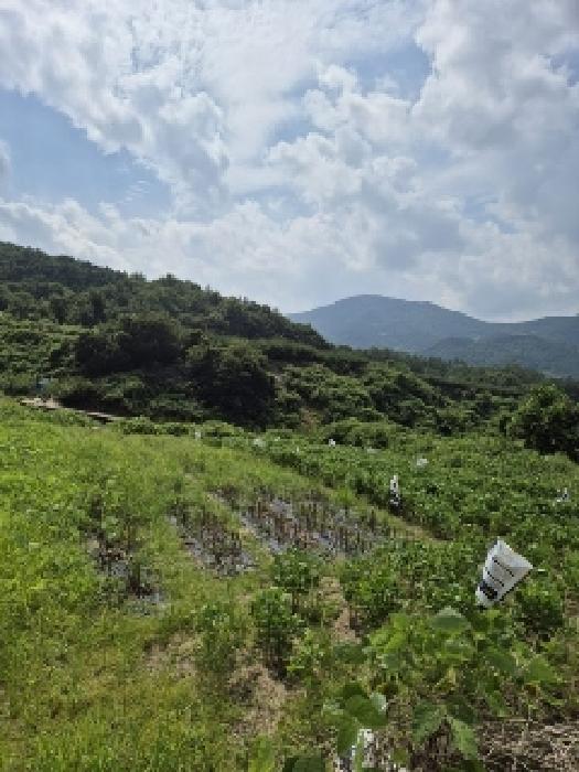 2025타경33608 법원경매 사진13 | 전남 곡성군 도로 경매