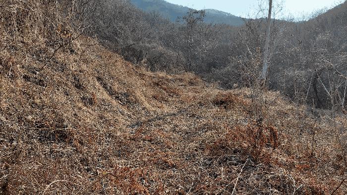 전남 담양군 월산면 중월리 217 답 사진 2