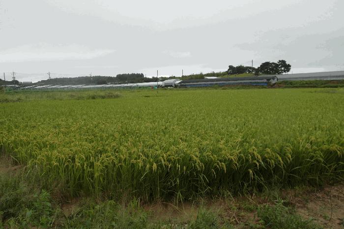충남 논산시 광석면 천동리 205-4 답 경매 물건 사진