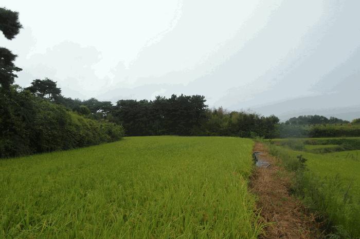 충남 논산시 광석면 천동리 205-4 답 사진 4