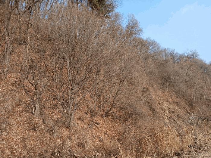 법원경매 2025타경43175 사진2 | 안성시 죽산면 칠장리 임야 경매