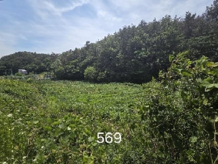 법원경매 2025타경569 사진4 | 부산 기장군 장안읍 오리 311 답 경매