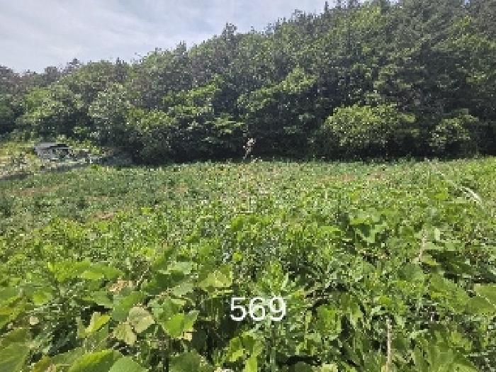 법원경매 2025타경569 사진5 | 부산 기장군 장안읍 오리 311 답 경매