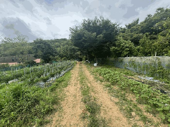 법원경매 2025타경5446 사진3 | 부산 기장군 장안읍 장안리 임야 경매