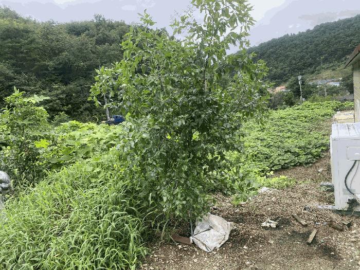 2025타경503186 법원경매 사진8 | 충남 금산군 공장 경매