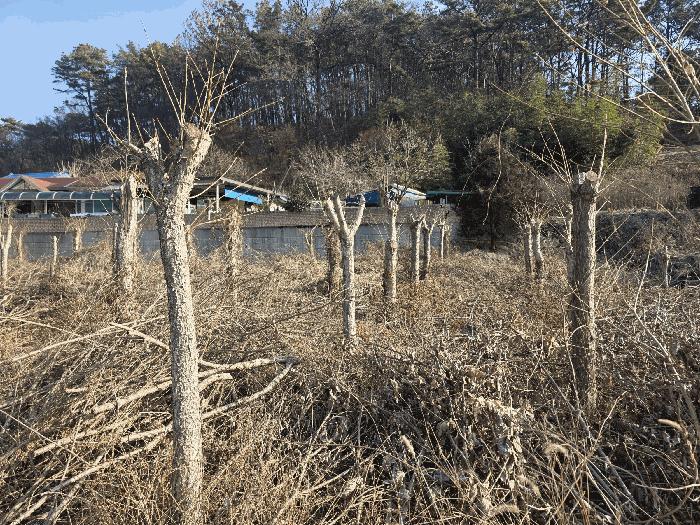 전북 완주군 소양면 황운리 290-1 답 사진 4