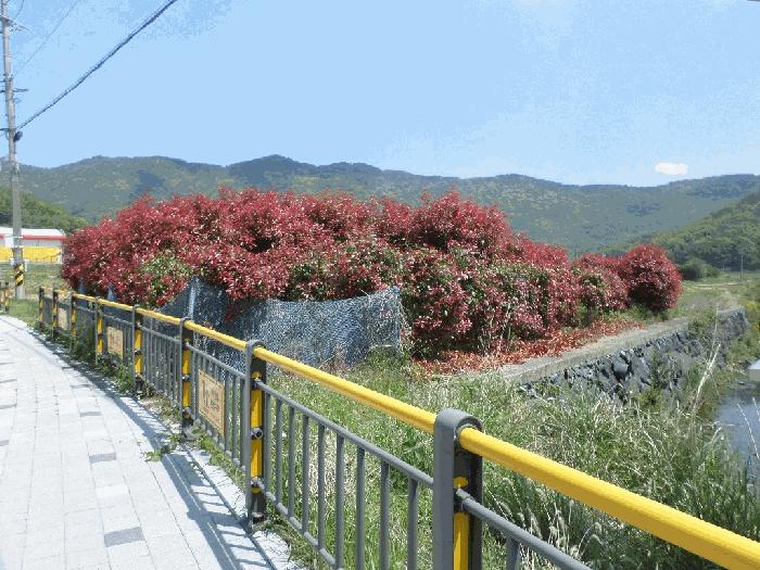 경남 거제시 연초면 오비리 677-8 답 사진 3