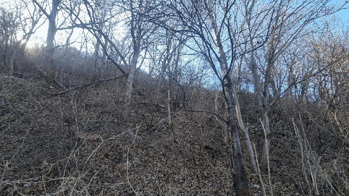 경남 밀양시 활성동 산54-9 임야 사진 6