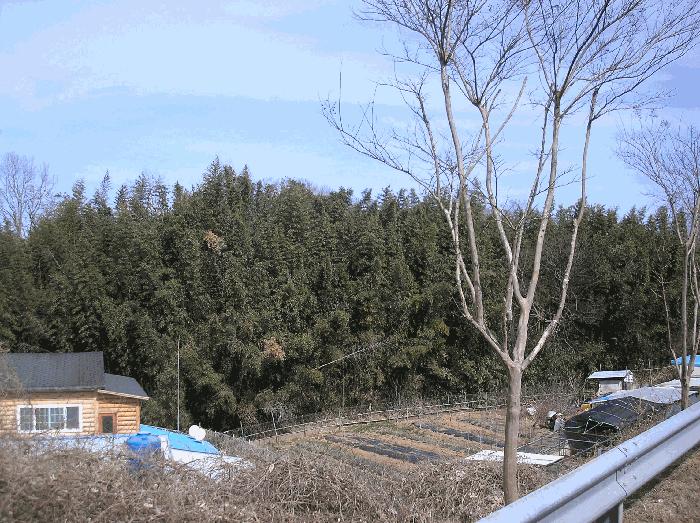 2026타경50209 법원경매 사진3 | 전남 보성군 대지 경매