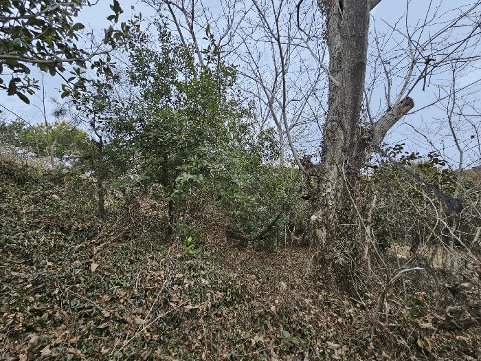 전남 순천시 별량면 마산리 677 전 사진 2