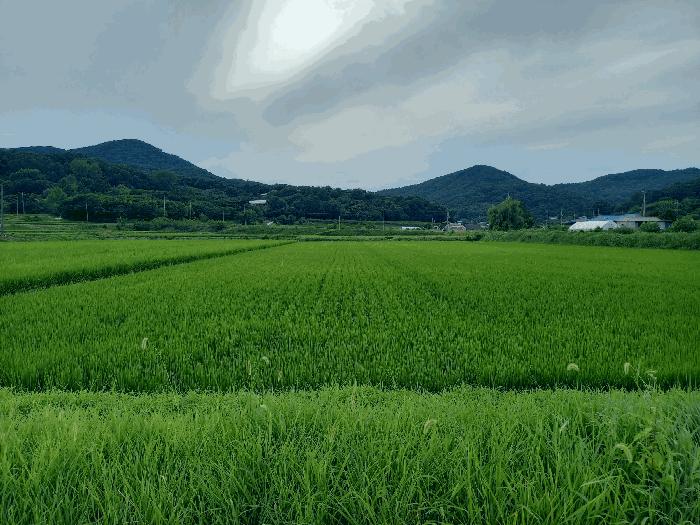 충청남도 예산군 광시면 신대리 6-5 법원경매 물건 대표사진