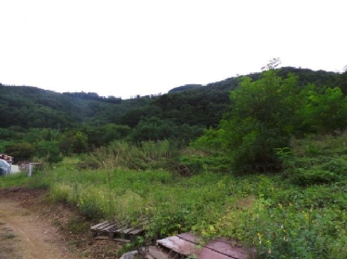 법원경매 2025타경1267 사진5 | 영월군 산솔면 직동리 444 대지 경매