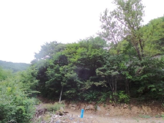 법원경매 2025타경1267 사진8 | 영월군 산솔면 직동리 444 대지 경매