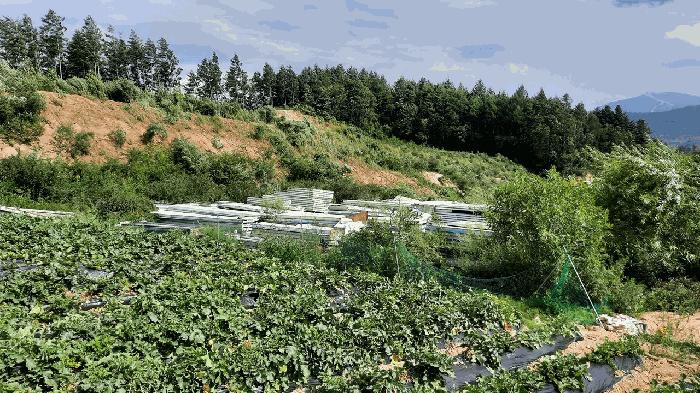 법원경매 2025타경30546 사진5 | 평창군 대관령면 용산리 362-16 임야 경매