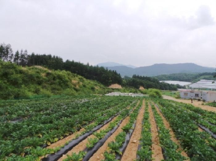 법원경매 2025타경30546 사진7 | 평창군 대관령면 용산리 362-16 임야 경매