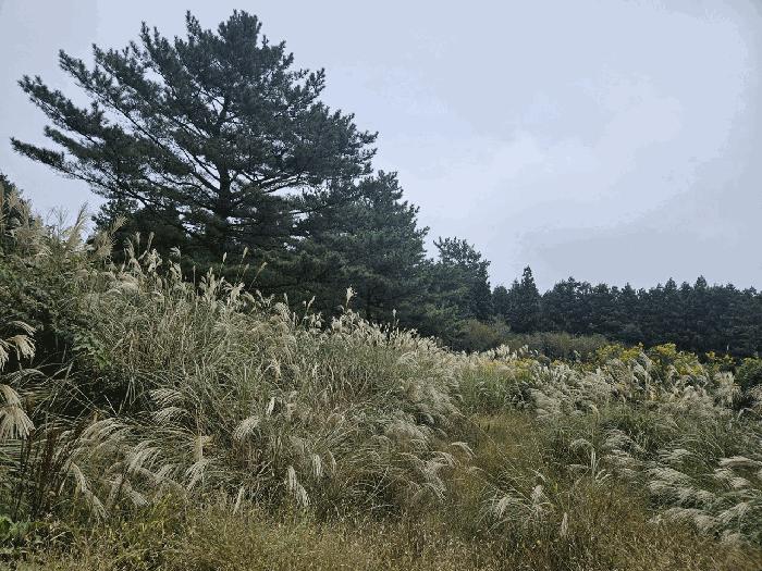 2025타경8858 법원경매 사진2 | 제주 제주시 임야 경매