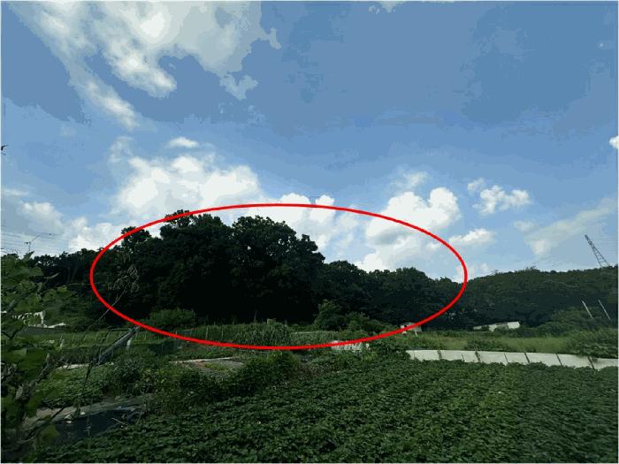 법원경매 2025타경57168 사진2 | 용인시 처인구 남동 임야 경매