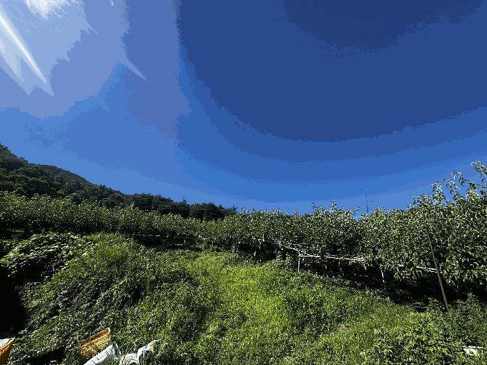 법원경매 2025타경1296 사진3 | 울산 울주군 삼남읍 가천리 임야 경매