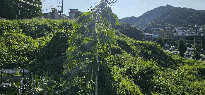 법원경매 2025타경71876 사진6 | 남양주시 화도읍 묵현리 388-53 임야 경매