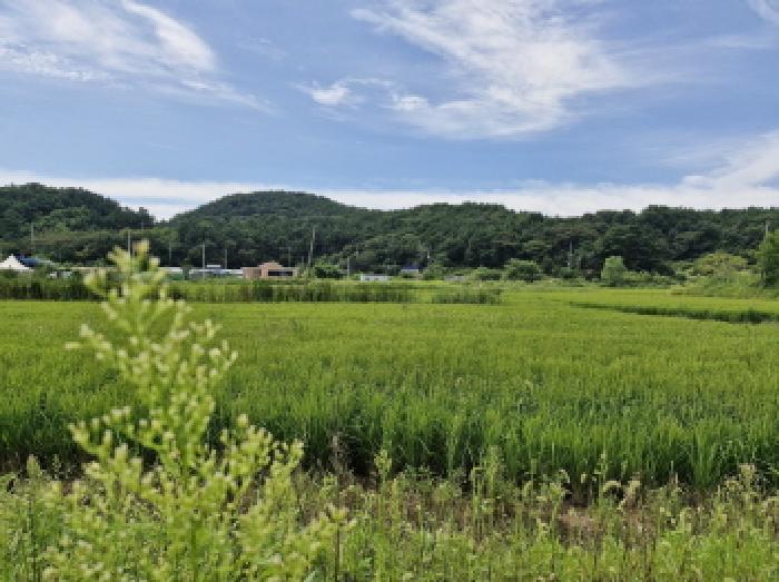 법원경매 2025타경52996 사진10 | 안산시 단원구 대부남동 1066-76 답 경매
