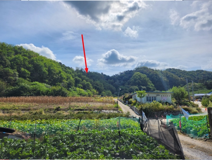 충북 제천시 신월동 산67-5 임야 사진 3
