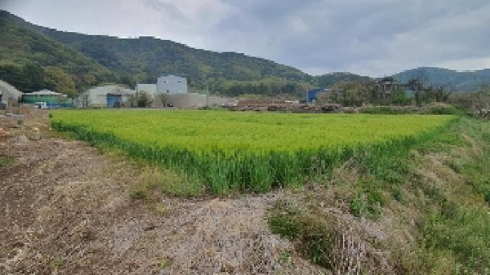 경남 창원시 마산합포구 진북면 망곡리 565-1 외 1 전 사진 2