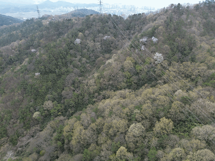 전남 무안군 삼향읍 용포리 산43-2 임야 사진 2