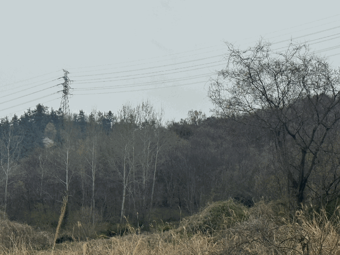 전남 무안군 삼향읍 용포리 산43-2 임야 사진 4