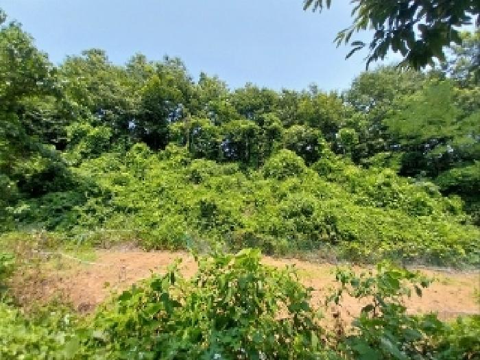 충남 공주시 정안면 상룡리 131-3 임야 사진 2