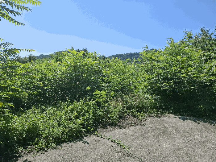 충남 공주시 정안면 상룡리 131-3 임야 사진 6