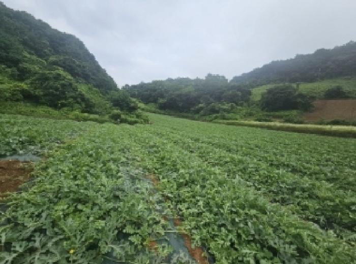 충북 단양군 매포읍 하시리 4-1 외 1필지 전 사진 2