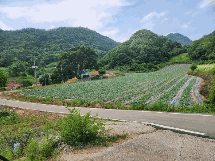 충북 단양군 매포읍 하시리 4-1 외 1필지 전 사진 4