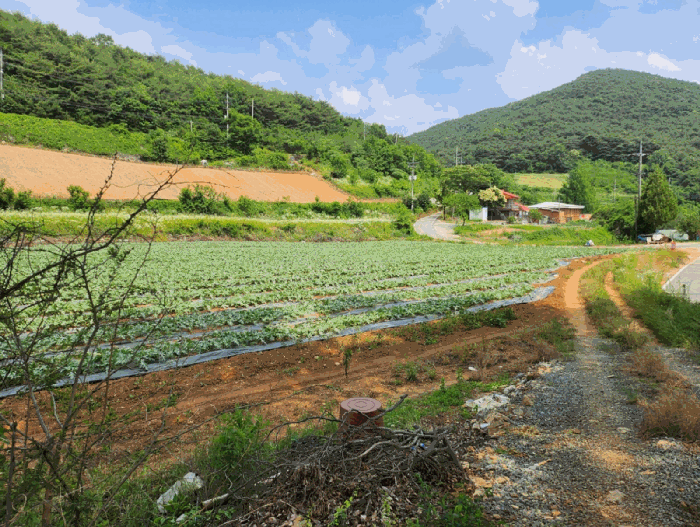 충북 단양군 매포읍 하시리 4-1 외 1필지 전 사진 5