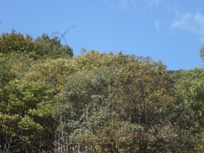 경남 밀양시 단장면 구천리 1881 전 사진 5