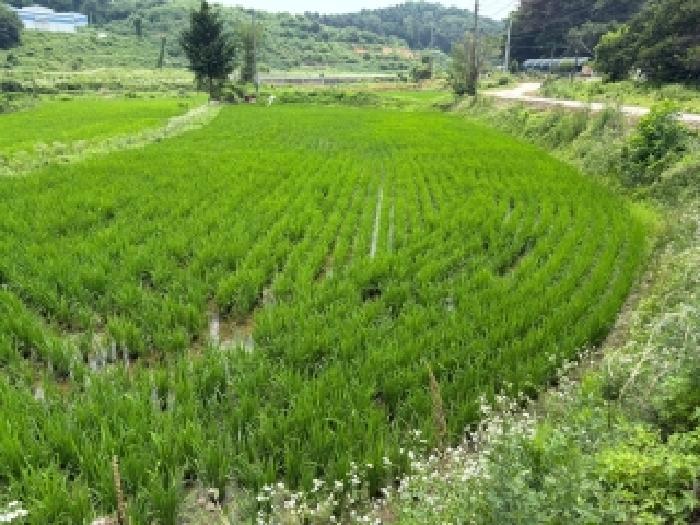 충남 당진시 송악읍 월곡리 241 외 3필지 전 사진 4