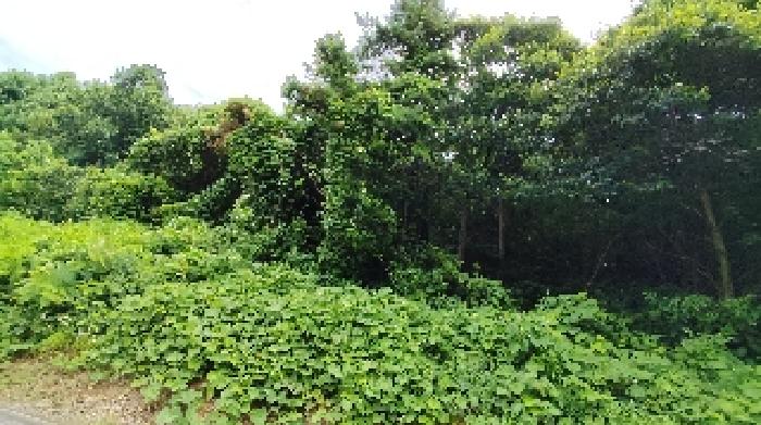 충남 보령시 천북면 장은리 산70-7 임야 경매 물건 사진