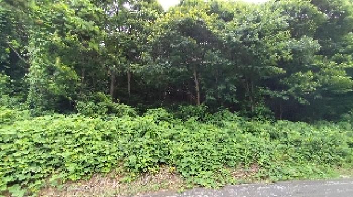 충남 보령시 천북면 장은리 산70-7 임야 사진 2